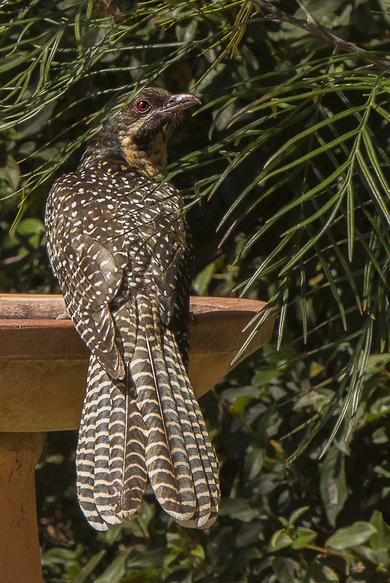 rainbird-getting-out-of-the-rain-birds-in-backyards